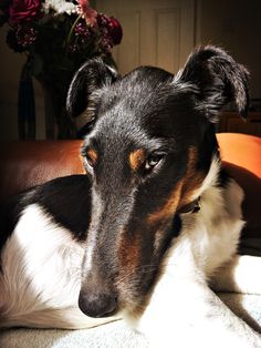 a black and brown dog laying on top of a white blanket next to a vase with flowers