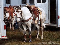 two white horses with saddles standing in front of an enclosed horse trailer on the grass