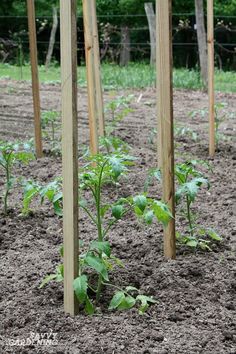 several wooden poles in the ground with plants growing out of them and some dirt on the ground