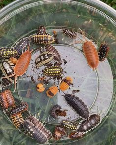 a bunch of bugs that are in a bowl