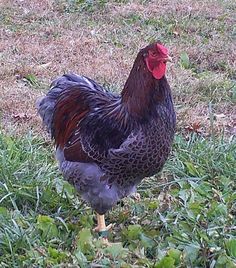 a rooster standing in the grass with its head turned