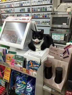 a black and white cat sitting on top of a computer monitor in a convenience store