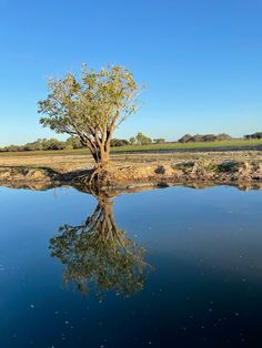 a lone tree is reflected in the water