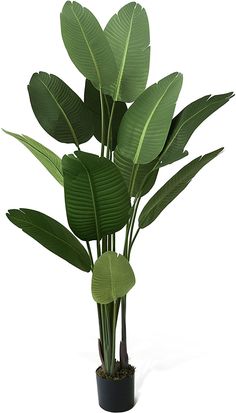 a plant with large leaves in a black pot