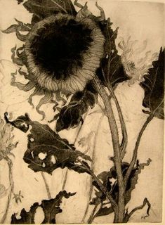 a black and white drawing of a sunflower in the middle of its flower stalk