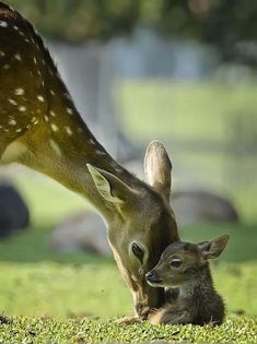 a baby deer is laying down next to an adult deer