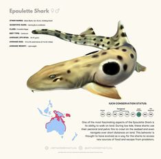 an animal that is in the water with information about its body and features on it