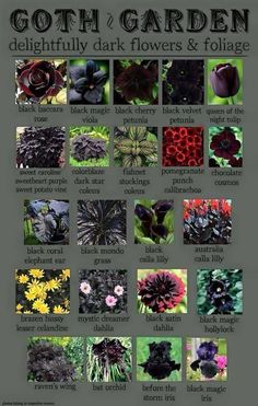 an image of different flowers and foliages in the garden for each type of plant