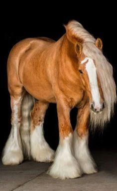 a brown and white horse standing on top of a tile floor next to a black wall