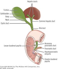 Print: Chapter 20. Extrahepatic Biliary Tract and Gallbladder Diet