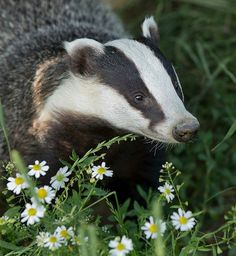 a badger standing in the grass with daisies