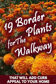 orange flowers with the words 9 border plants for the walk way that will add curb appeal to your home