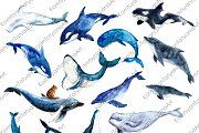 Watercolor Ocean. Whale art clipart Whale Clipart, Insect Clipart, Whale Pictures, Watercolor Beautiful, Ocean Whale, Watercolor Whale, Cute Whales, Whale Art