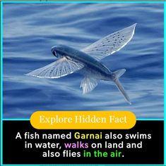 a fish flying over the ocean with an caption below that reads, explore hidden fact