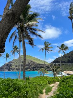 palm trees and blue water on the beach