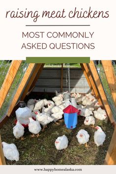 chickens in a chicken coop with the words raising meat chickens most commonly asked questions on it