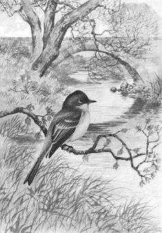 a black and white drawing of a bird sitting on a branch next to a river