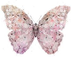 a pink and white butterfly on a white background