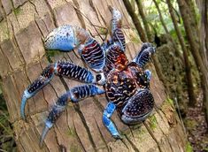 two blue crabs are on the bark of a tree in front of another crab that is laying down