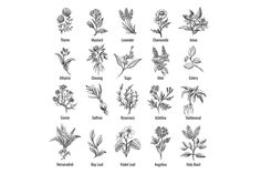 an image of different plants and flowers