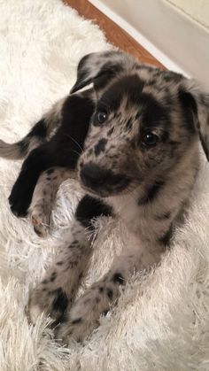 a black and white dog laying on top of a fluffy rug next to a door