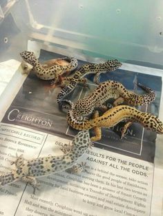 several leopard geckos are on display in a glass case with information about them