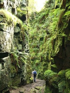 a person walking up a narrow path in the middle of a forest filled with green mossy rocks