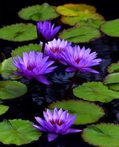 purple water lilies in the pond with lily pads