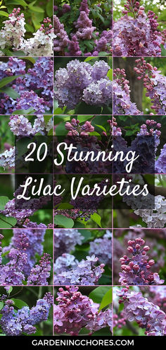 20 Stunning Lilac Varieties To Fill Your Garden with fragrance and Color Common Lilac Bush, Lilac Plants, Lilac Hedge, French Lilacs, Spiritual Herbs, Lilacs Flowers, Lilac Varieties, Grow Lemon, Lilac Plant