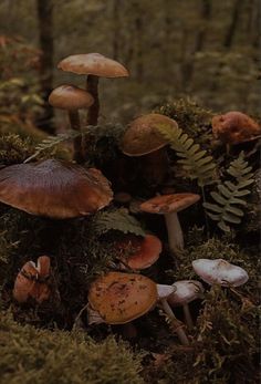 mushrooms growing in the mossy forest floor