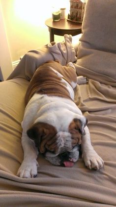 a brown and white dog laying on top of a bed