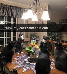 three cats sitting at a table with the caption i think my cats started a cult