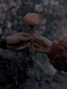 two hands holding a single rose that is being held by another person's hand