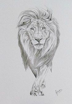 a black and white drawing of a lion