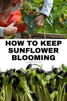 a woman tending to sunflowers with text overlay reading how to keep sunflower blooming