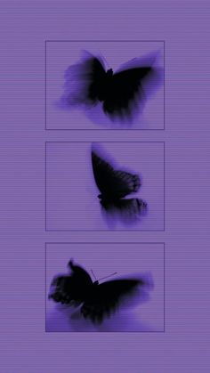 three different images of a butterfly on a purple background, one is black and the other is white