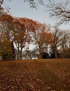 there are many trees and leaves on the ground