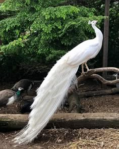 a large white peacock standing on top of a wooden log next to other birds in a forest