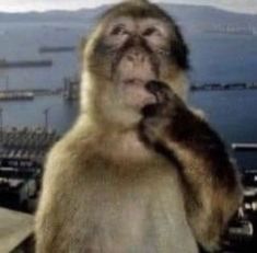 a monkey standing on its hind legs with his mouth open in front of the camera