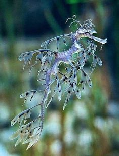 a close up of a plant with lots of water droplets on it's leaves