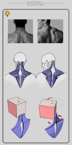 the back view of a man's head and neck, with different angles to show it