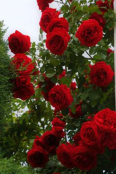 red roses are growing on the side of a building