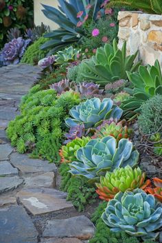 an assortment of succulents and plants in a garden