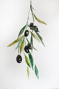 an olive branch with green leaves and black olives hanging from it's stems