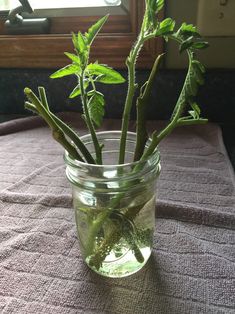 a glass jar filled with green plants on top of a table