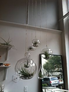 three hanging air plants in glass vases on the wall next to a large mirror