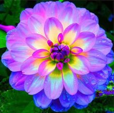 a purple flower with water droplets on it and an image of a bee in the center