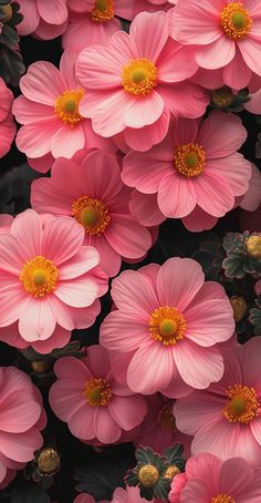 many pink flowers with yellow centers and green leaves