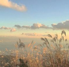 tall grass in front of the ocean and cityscape with clouds above it on a sunny day