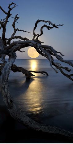 a tree that is sitting in the water with a moon in the sky behind it